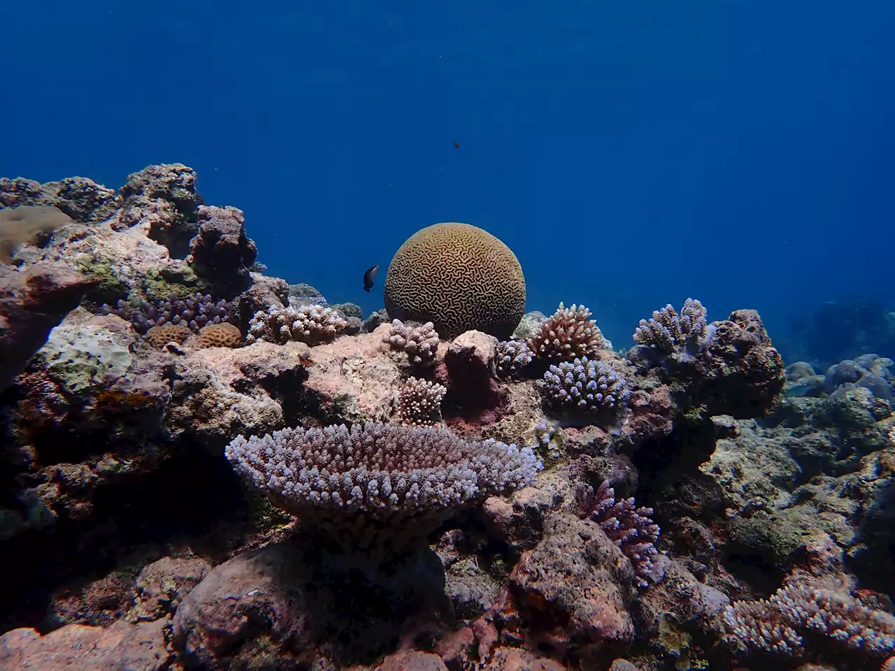 Pacific coral reef shows historic increase in climate resistance