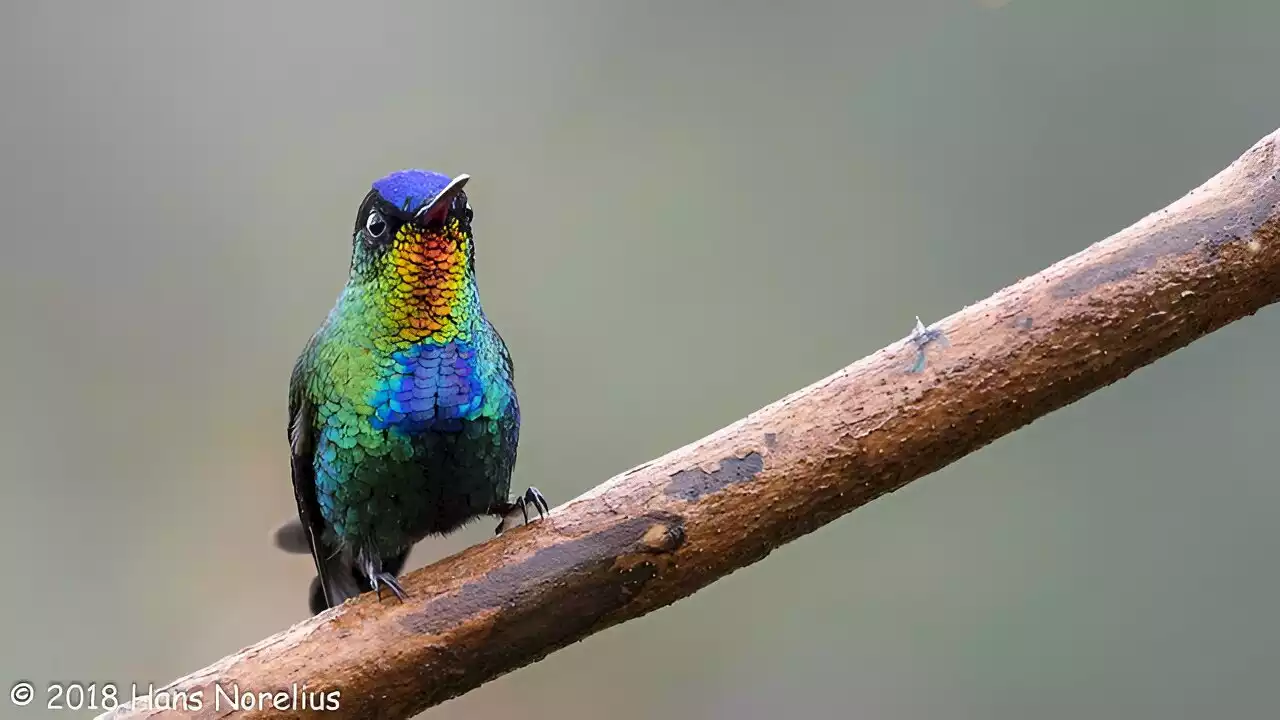 Some hummingbirds resort to sneaky methods to obtain nectar