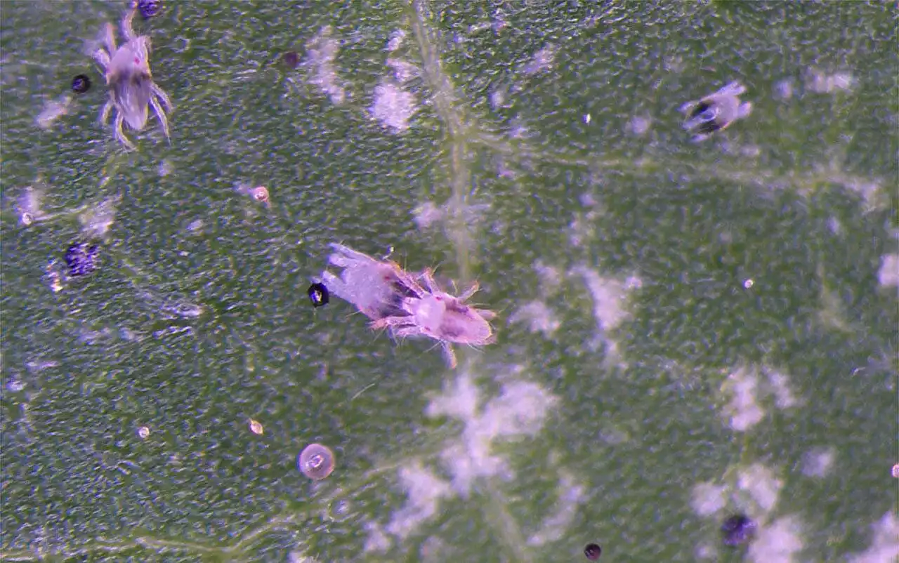 Spider mites study: Social environment experienced by mothers influences sons' reproductive tactics