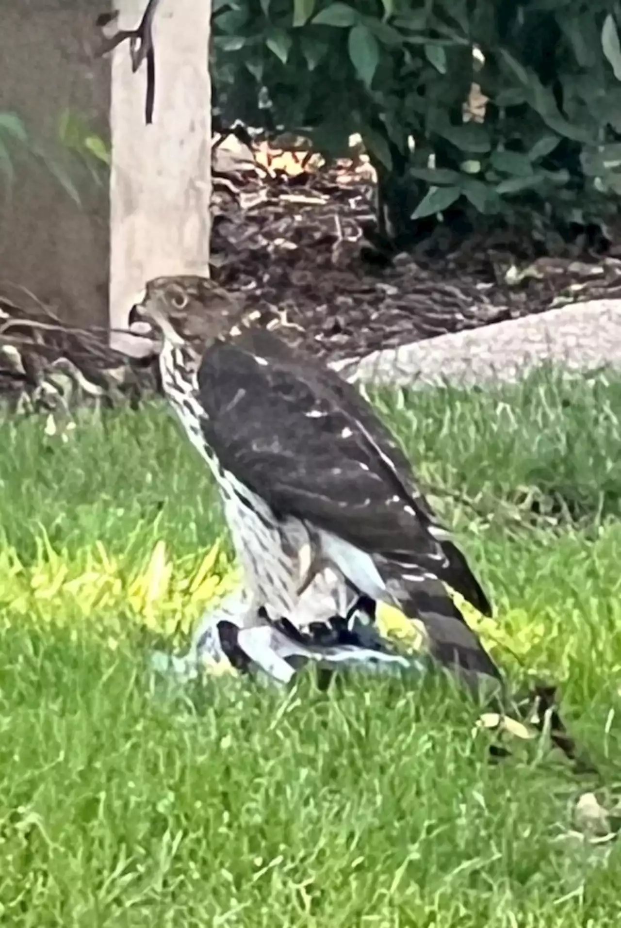 Today* in Hawks around Town