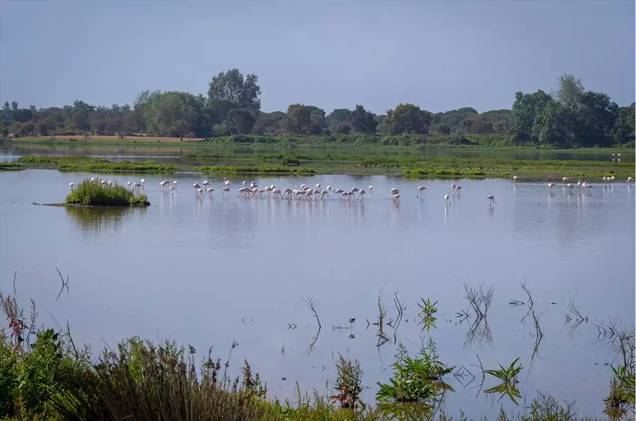 Nueve de las 16 zonas del acuífero de Doñana están en 'estado de alarma'