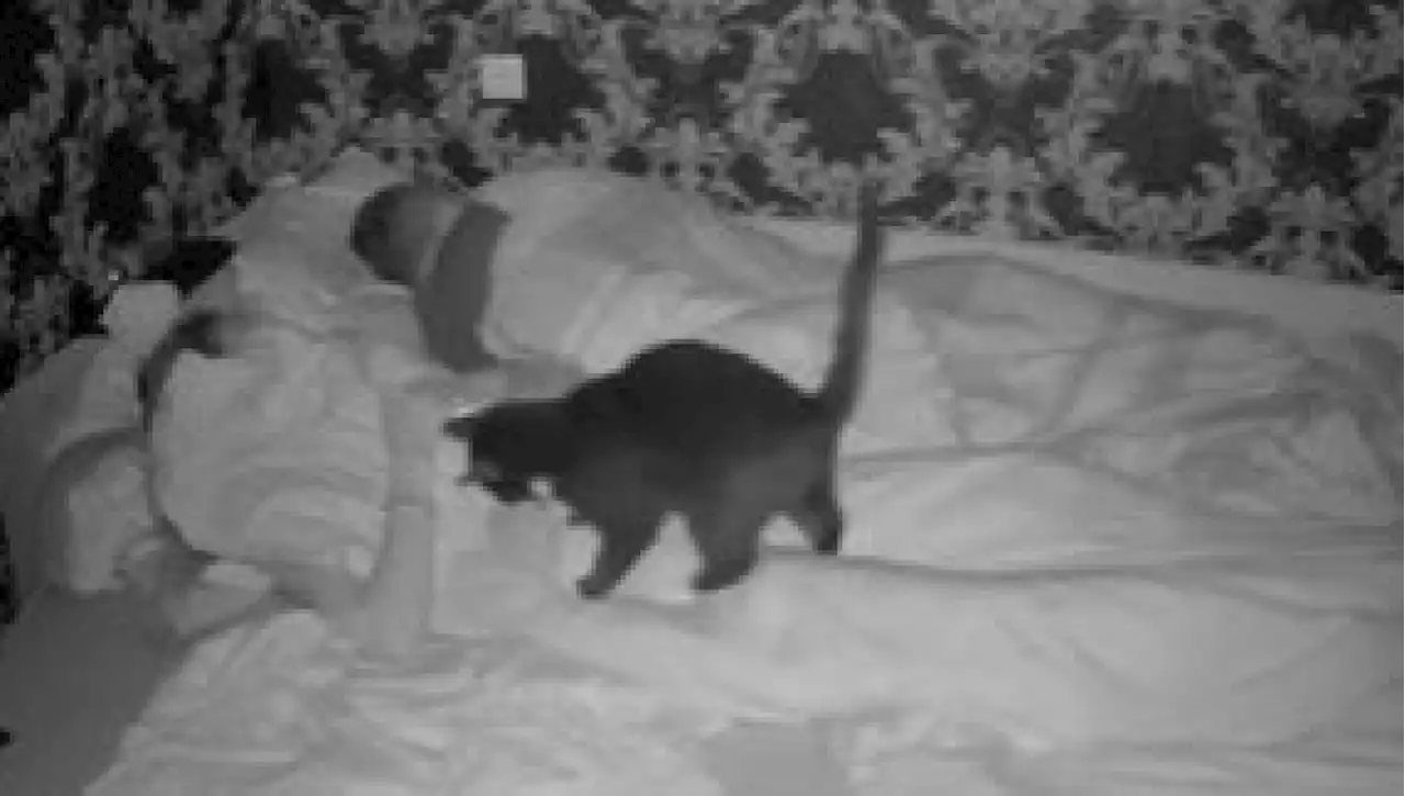 Una telecamera inchioda il gatto Sheldon nelle sue incursioni notturne sul letto dei proprietari