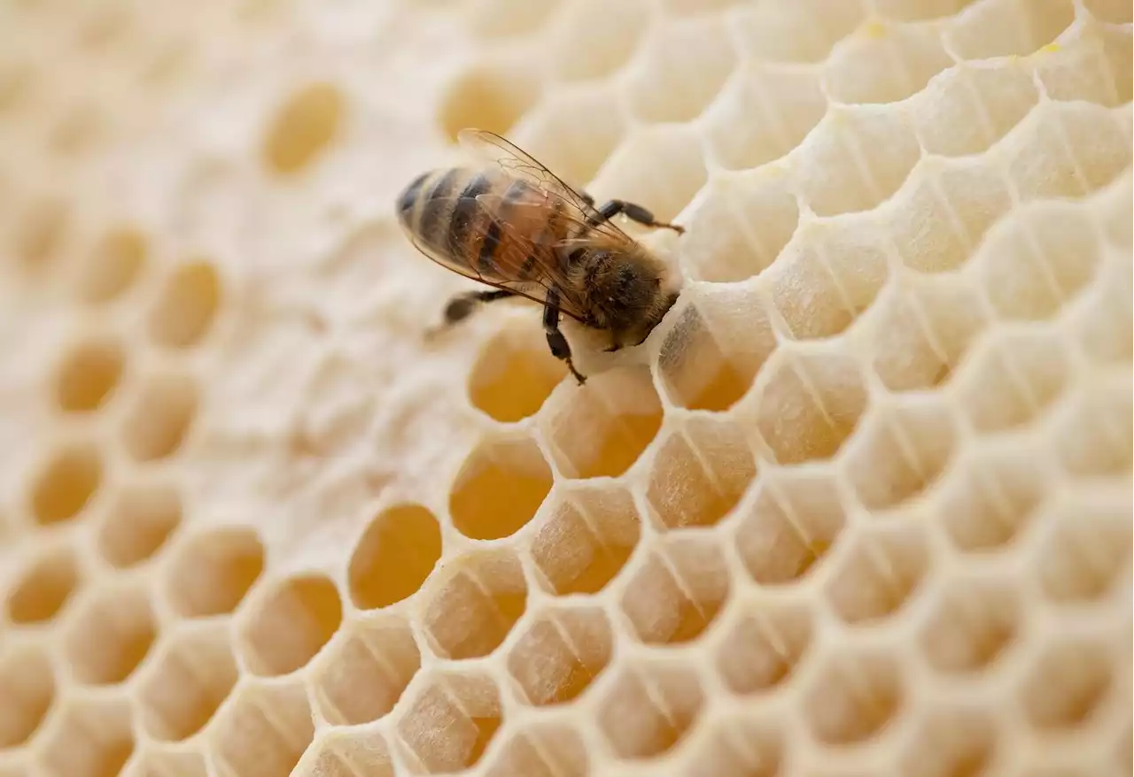 Bienenwagen brennt in Fürstenberg an der Havel