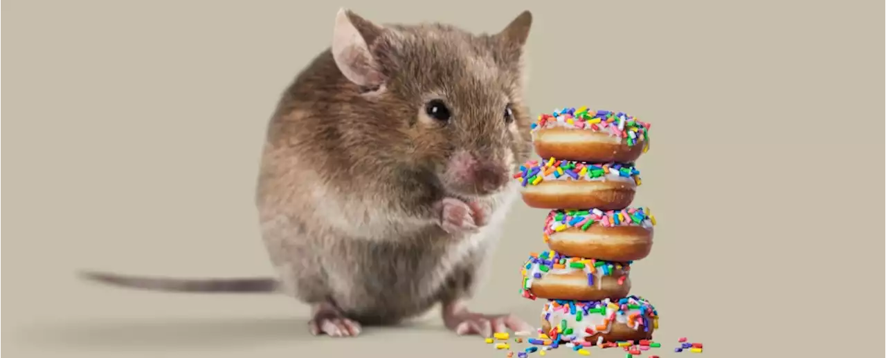 Scientists Develop Drug That Prevents Weight Gain in Junk-Food-Eating Mice