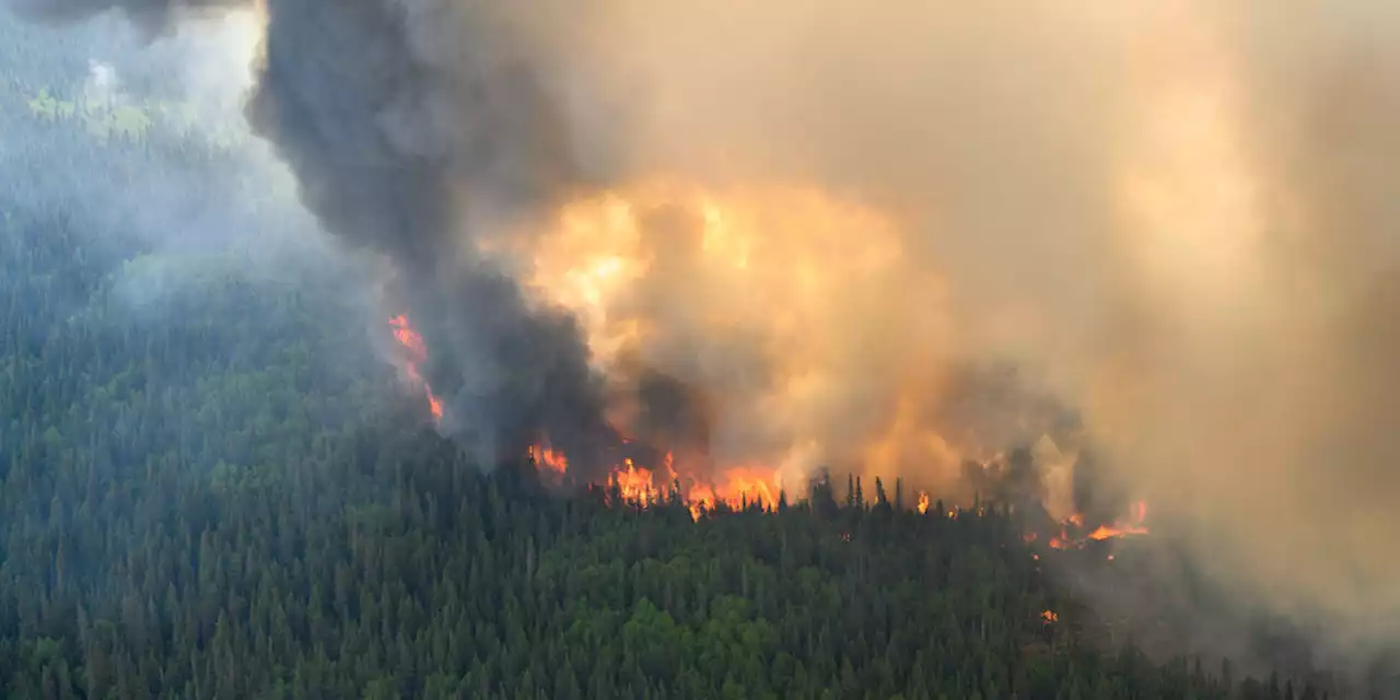 Forschung zur Waldbrandgefahr in Kanada: Klimawandel begünstigt die Feuer