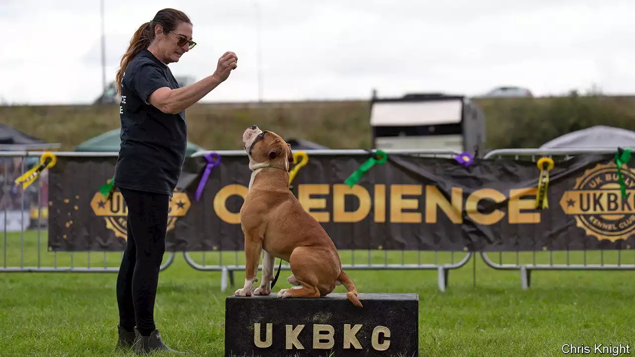 Britain has a growing problem with dangerous dogs