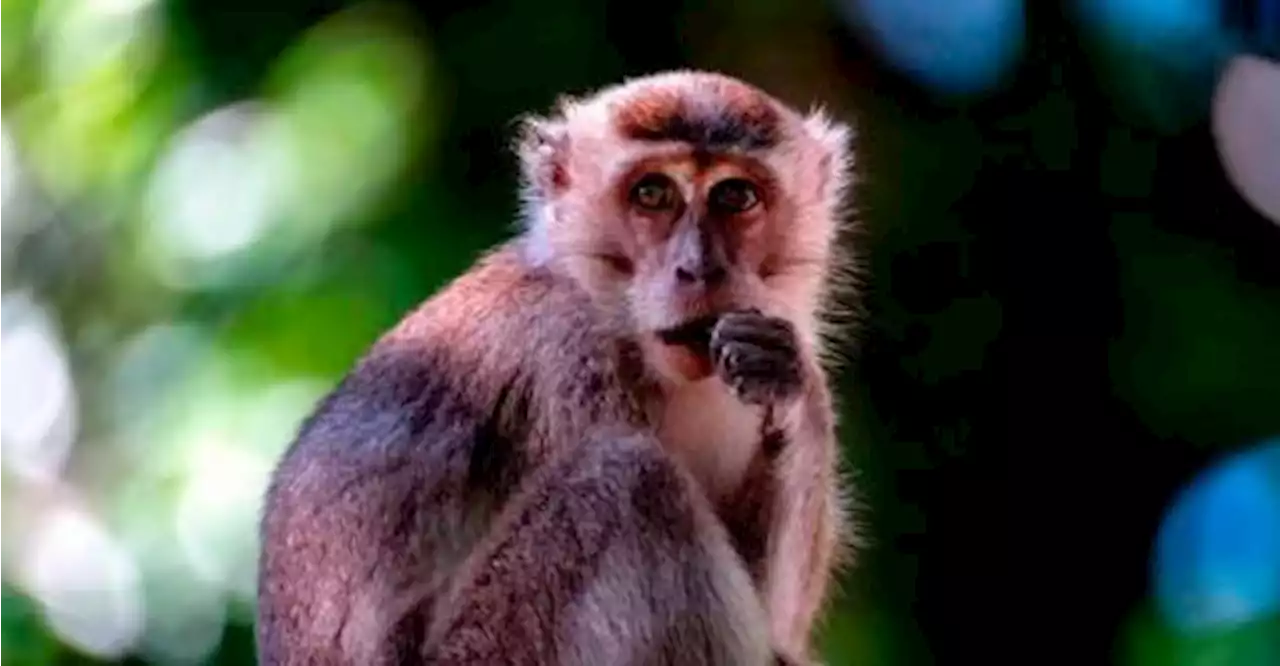 Monkey torture case: Animal activist, NGO fail to obtain leave to challenge NFA decision