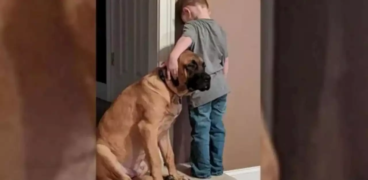 La historia viral del perro que acompañó a un nene castigado contra la pared