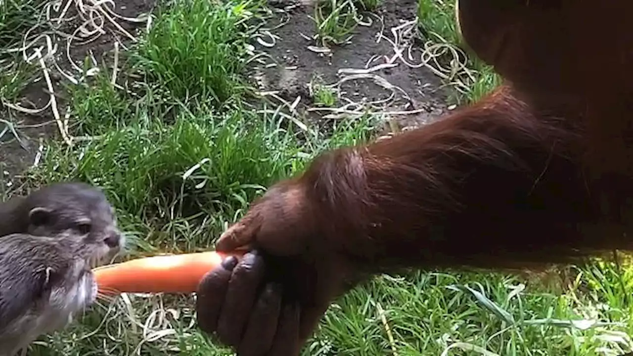 Se video af Nordjyllands mest umage par: Orangutanger og dværgoddere bor side om side