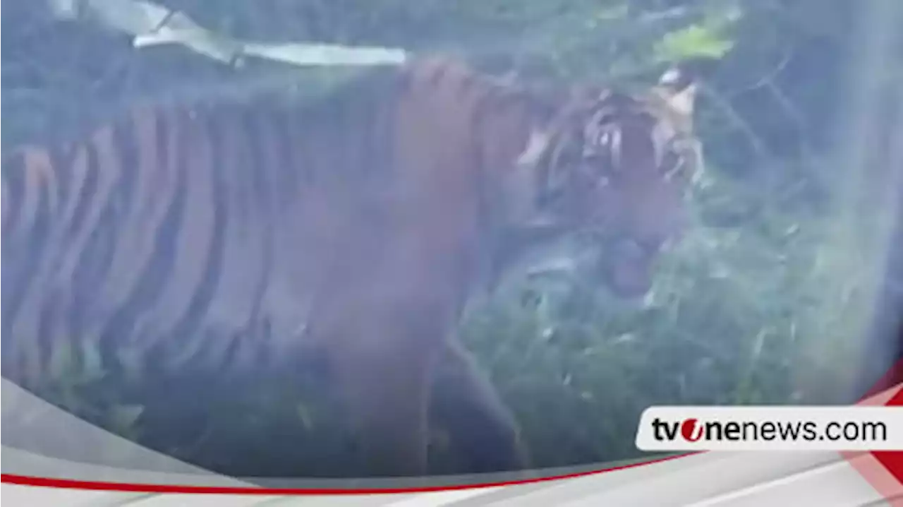 Seekor Harimau Sumatera Terekam Kamera Warga di Jalan Lintas Gayo Lues-Lokop Aceh Timur