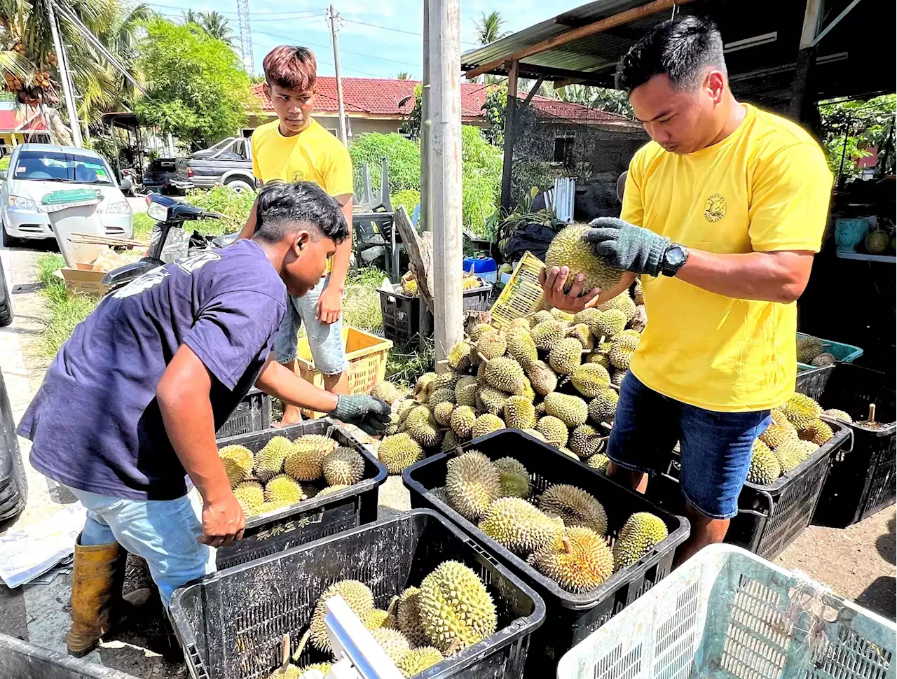 Durian Jelebu terima permintaan tinggi, peraih tidak menang tangan