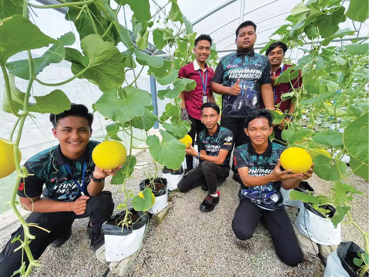 KV Pasir Puteh hasilkan melon emas gred A