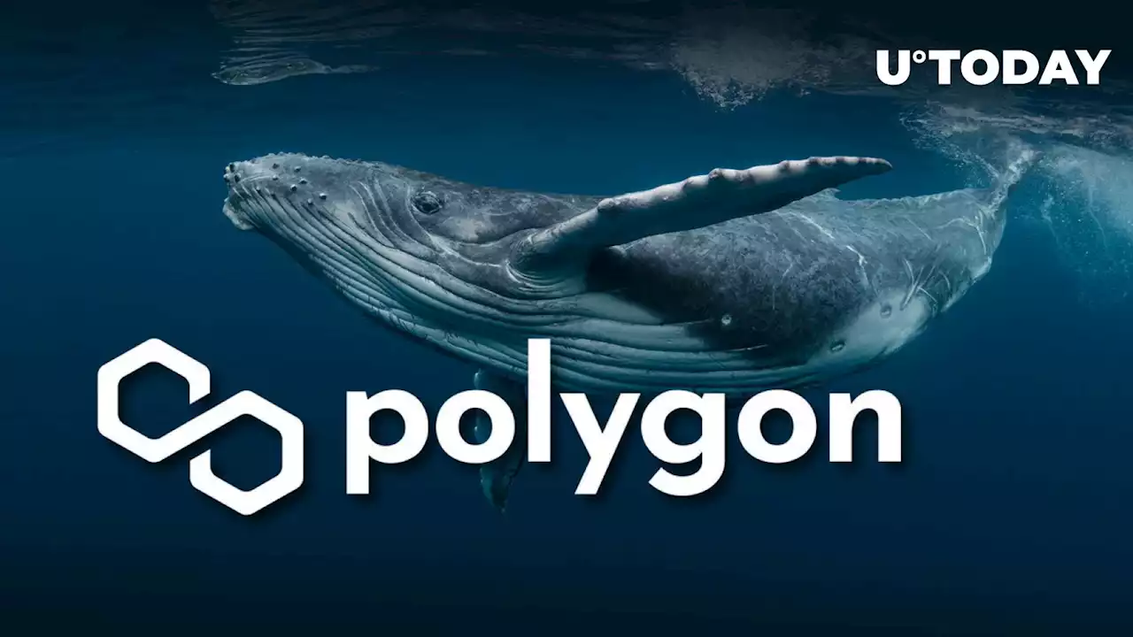 Polygon (MATIC) Whale Transactions up 49% as Recovery Is Underway