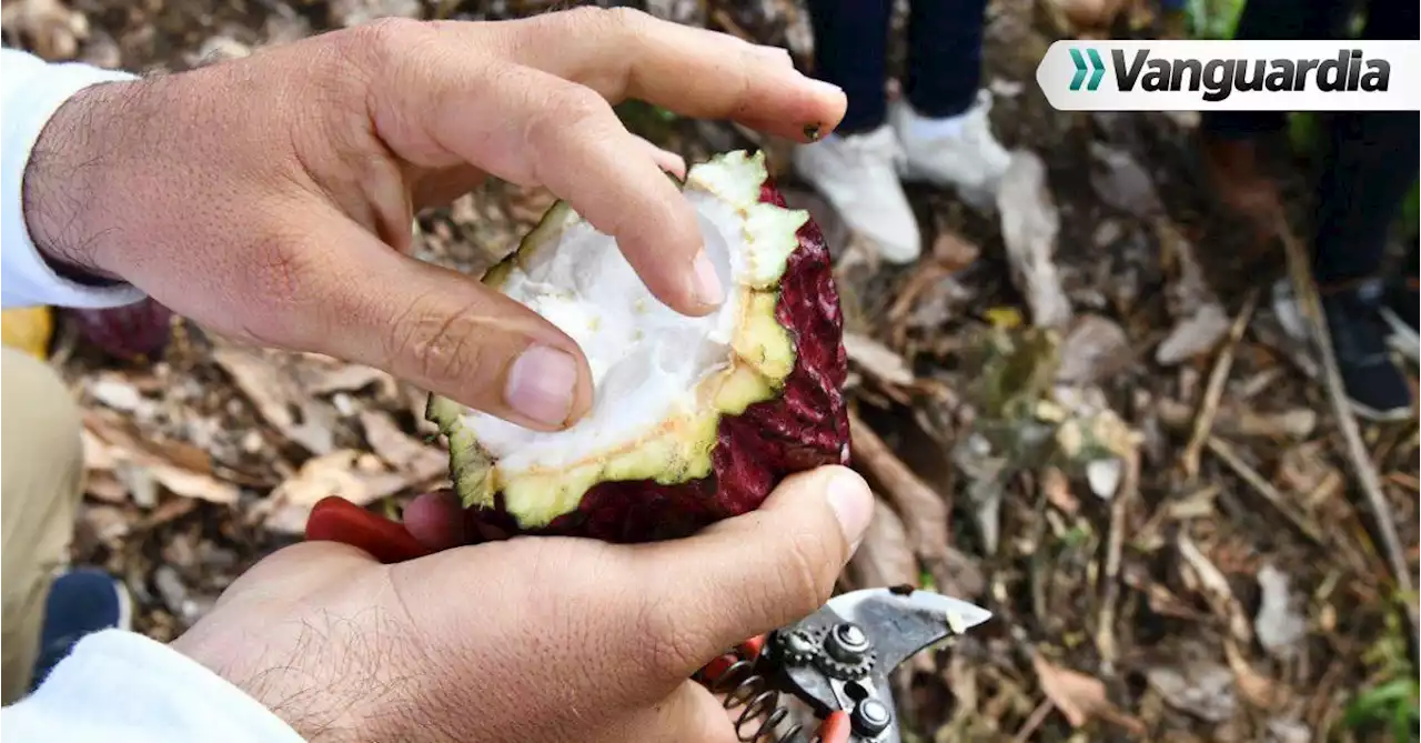 El cacao que venció a la coca en Santander