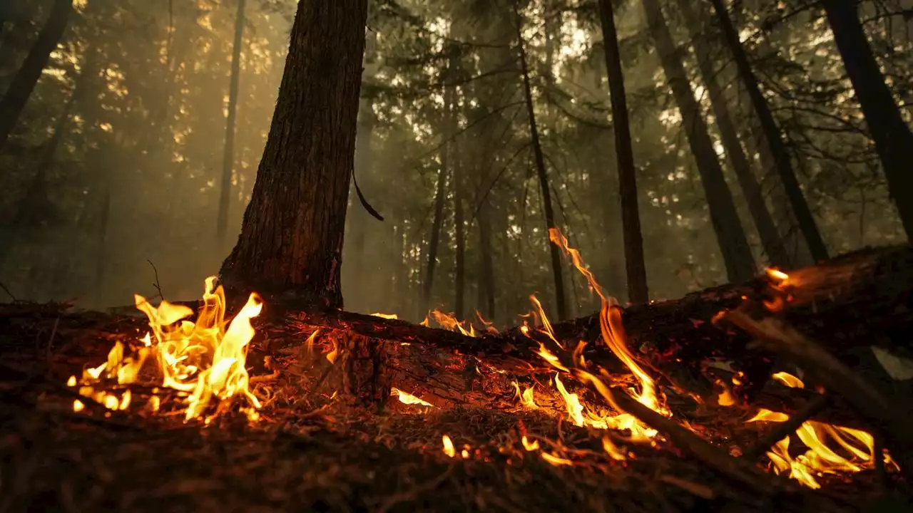 Waldbrände in Kanada: Regen könnte Lage örtlich entspannen