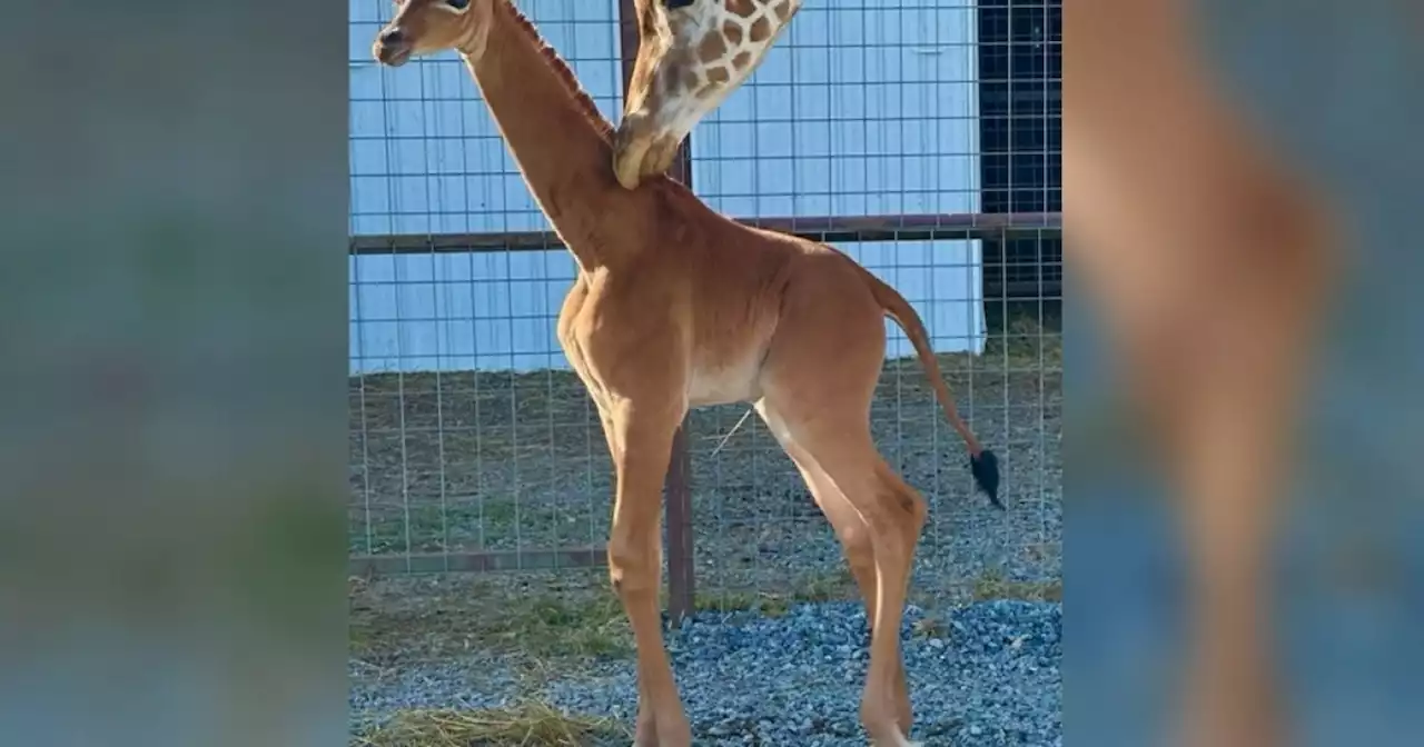 Baby giraffe born without spots may be the only one in the world