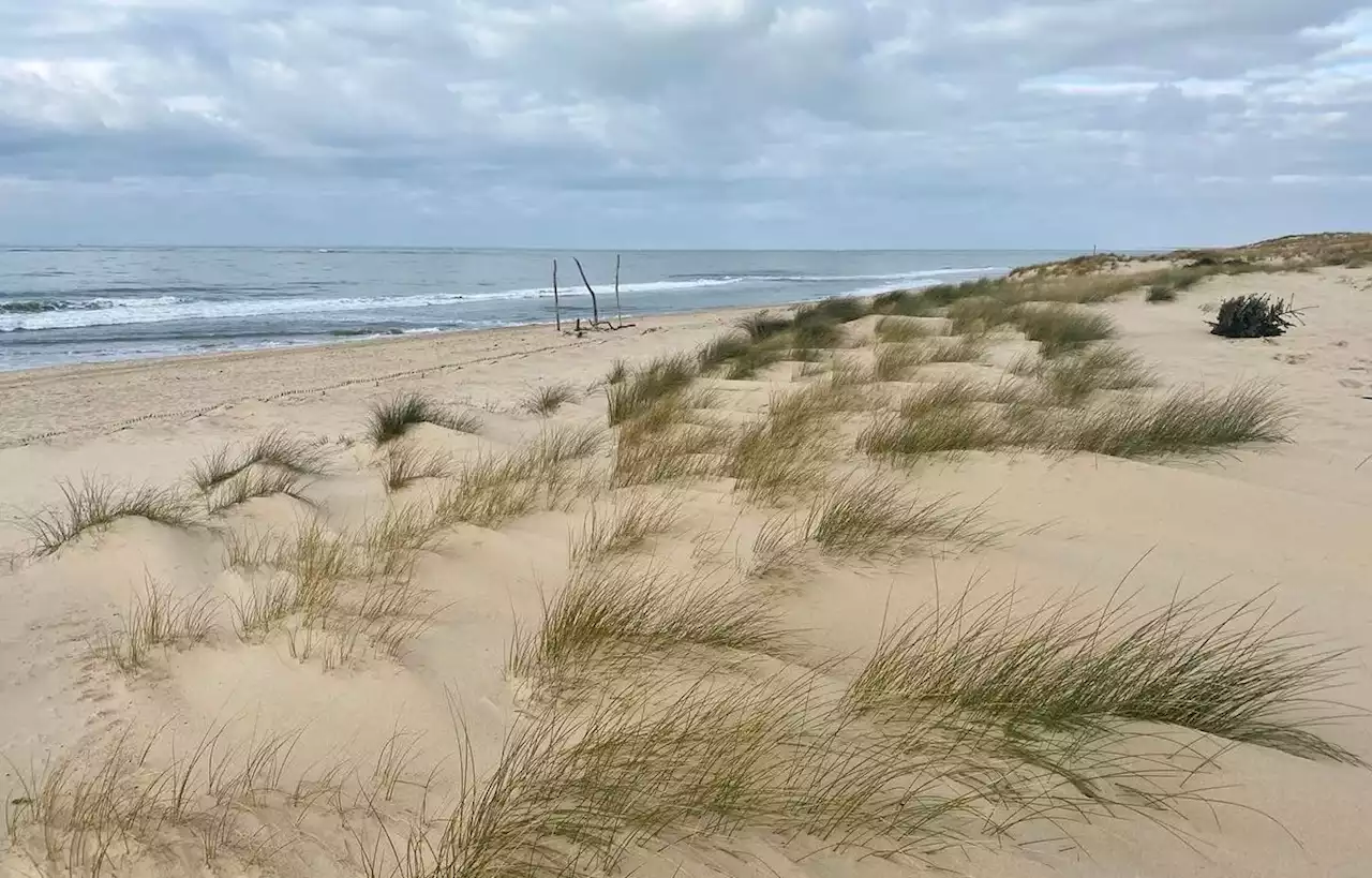 Le recul d’un tiers de la dune du littoral menace des espèces locales