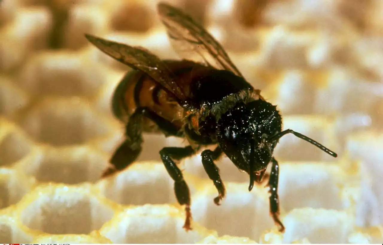 Un mort après une attaque d’abeilles tueuses sur des touristes en Guyane