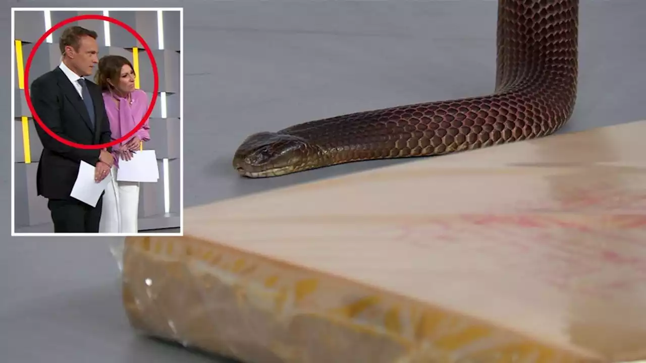 Sunrise hosts Nat and Shirvo rocked by chilling snake encounter live on-air