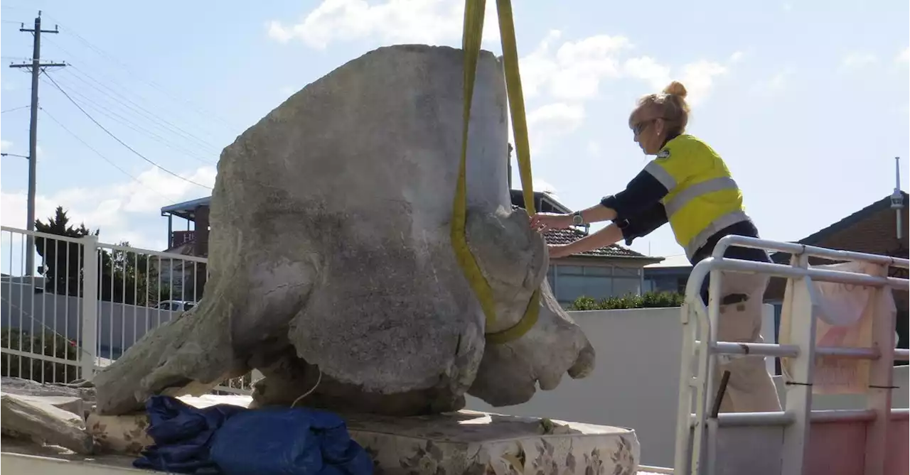 Sperm whale skull found after being stolen from NSW museum