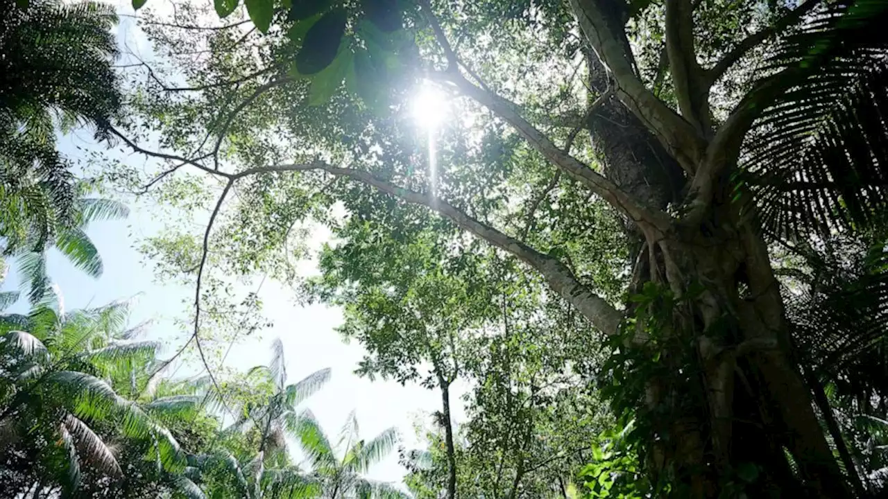 Some plants in tropical forests have stopped undergoing photosynthesis due to global warming, scientists say