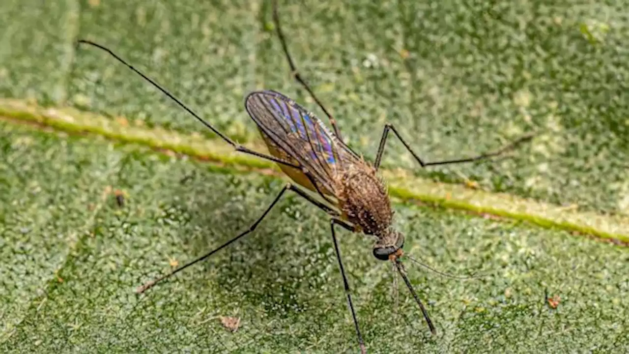 2 cases of rare mosquito-borne disease EEE detected in Alabama, including 1 death