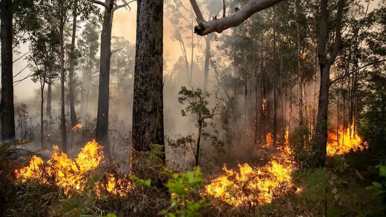 'Huge' fuel loads spark increased bushfire risk as Queensland authorities brace for busy season