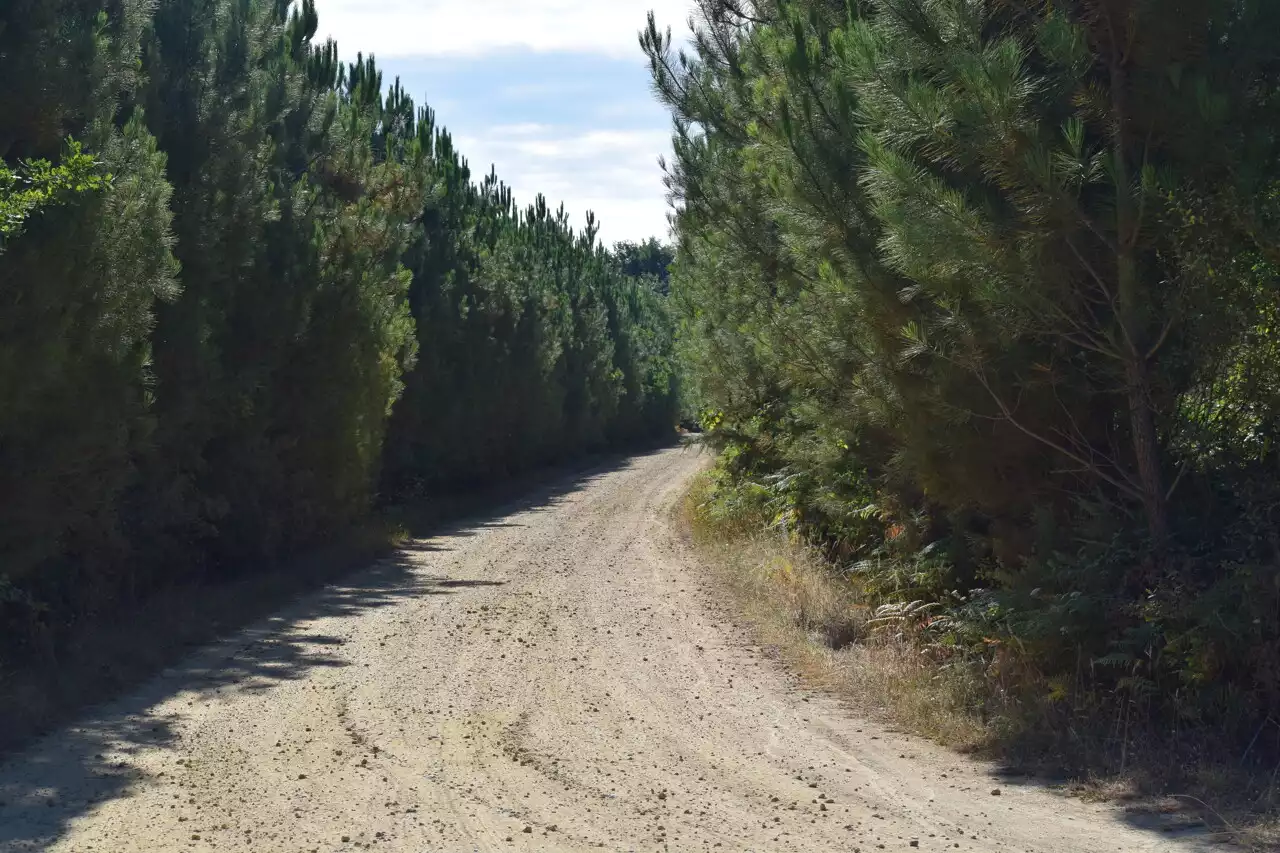 Canicule dans les Landes : vigilance jaune pour les feux de forêt ce mercredi et jeudi