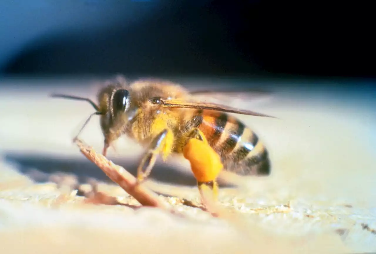 Guyane : des abeilles tueuses attaquent un groupe de touristes, une personne est morte