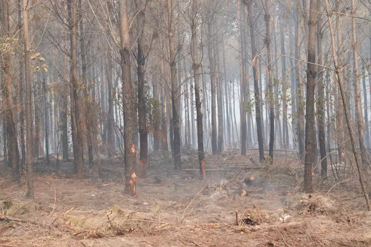 Météo France : la Gironde passe en vigilance jaune pour risque de feux de forêt