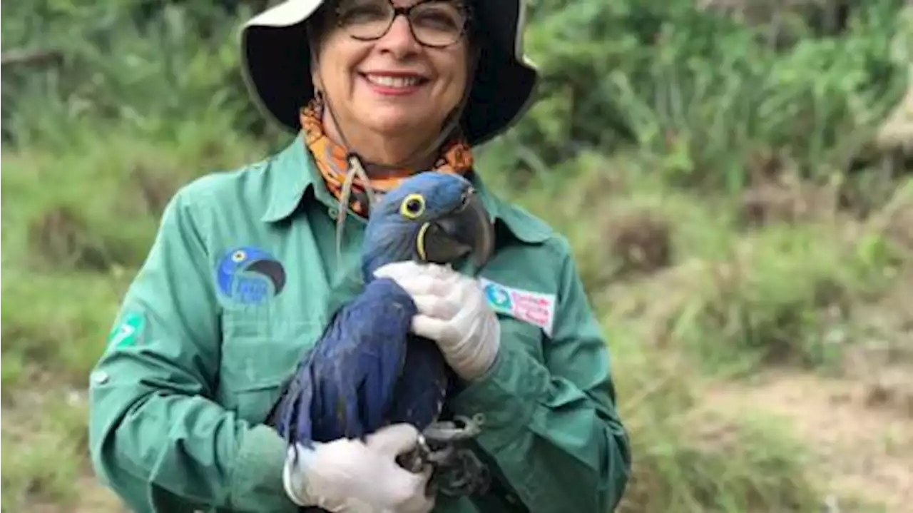 Una bióloga salvó del peligro de extinción al guacamayo azul con nidos artificiales