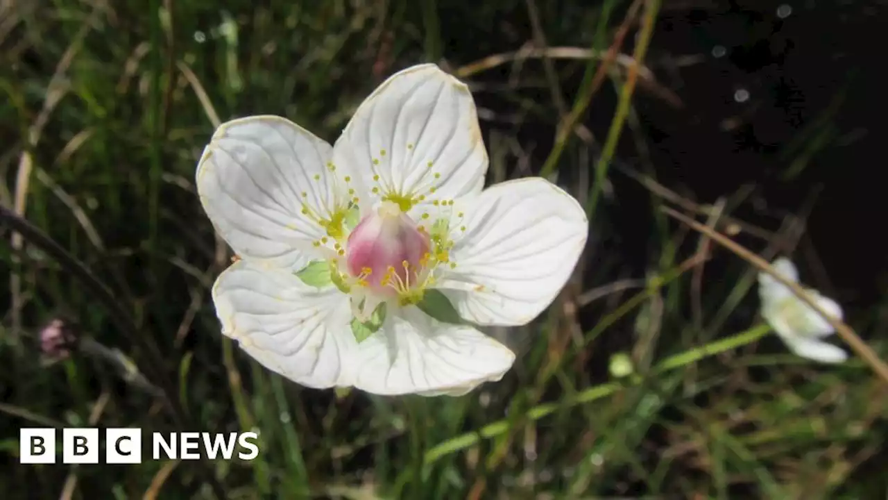 Cumbria's 'striking' county flower thriving on the fells