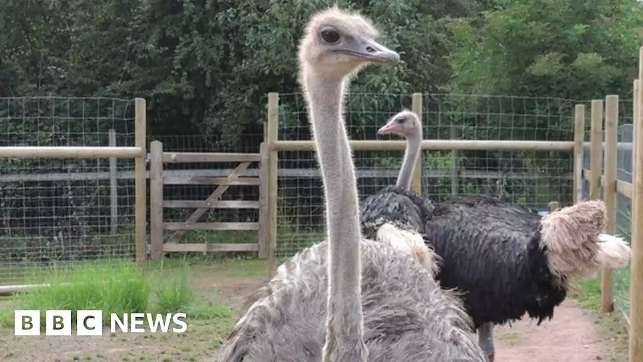 Mary the Ostrich moves in with mate for Bristol Zoo Project