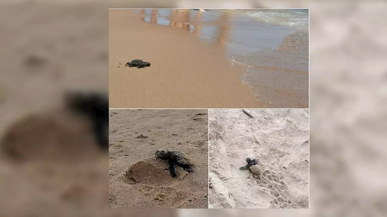 Hyères: les œufs de tortues Caouanne ont éclos, entre 10 et 15 nouveau-nés ont regagné la mer