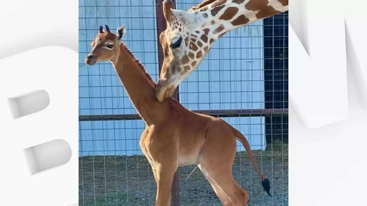 Une girafe naît sans tache dans un zoo aux États-Unis, un cas très rare