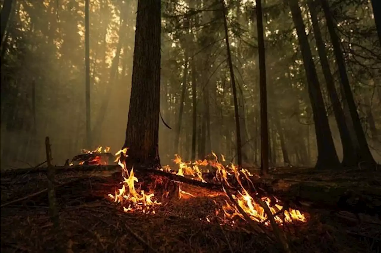 The latest news on the wildfires ravaging British Columbia