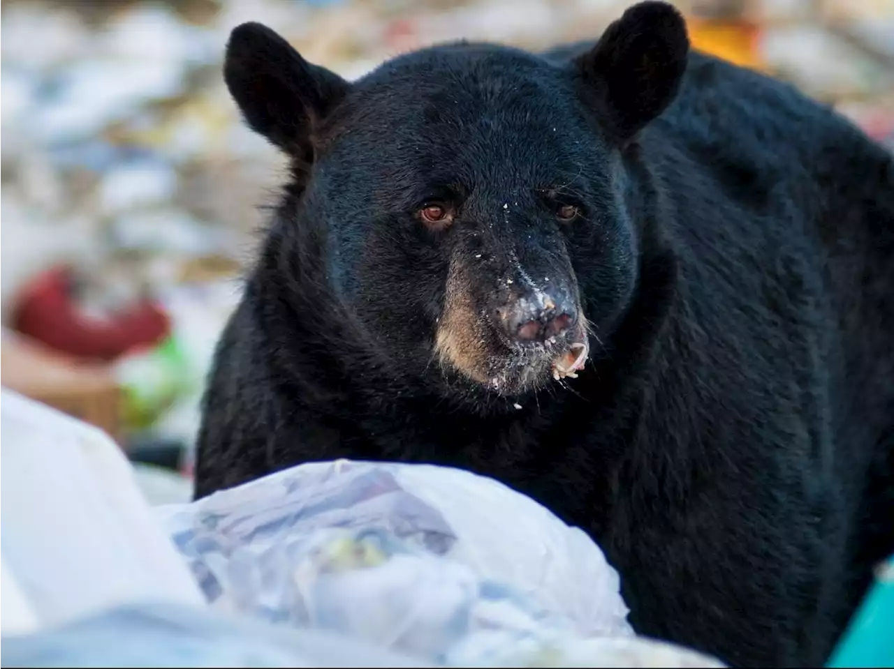 Bear attacks 7-year-old boy in his suburban New York backyard