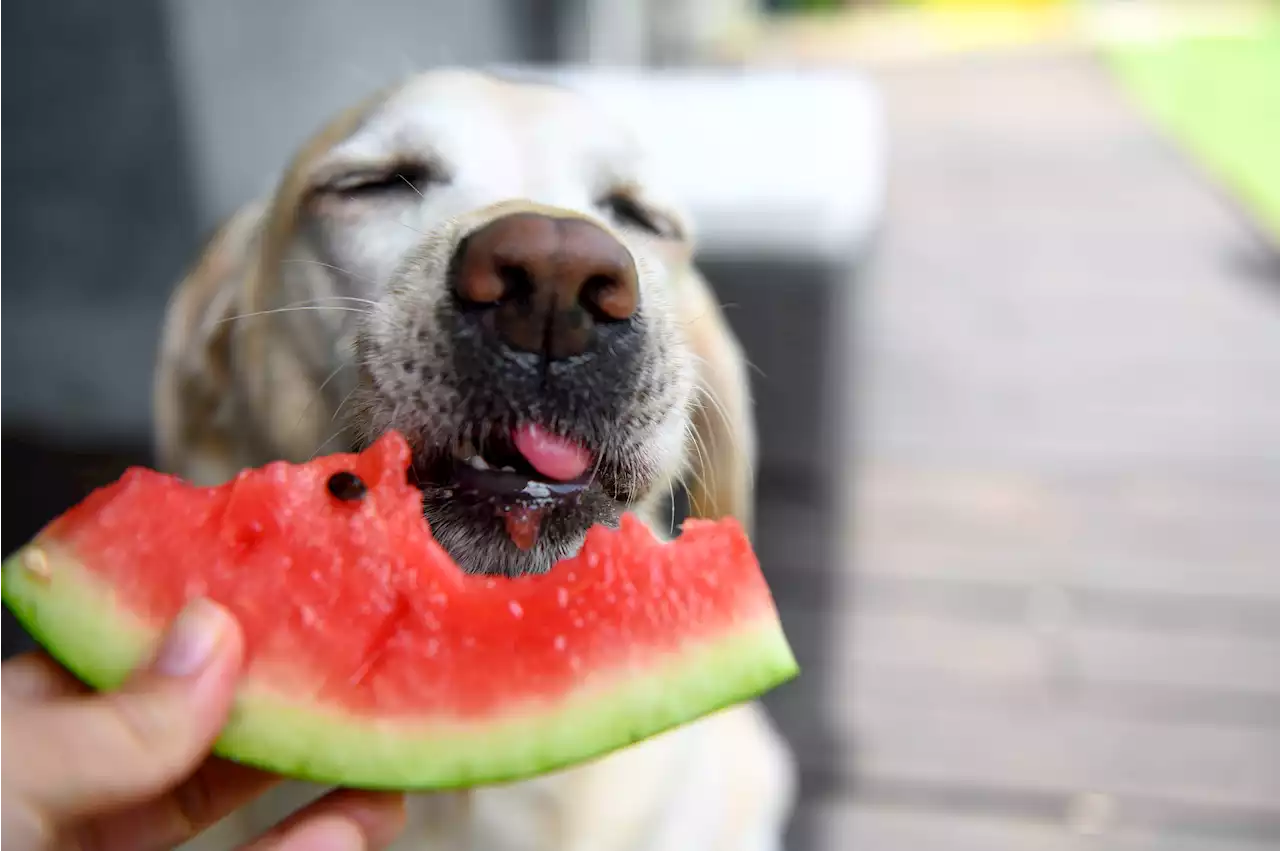 Las frutas que sí y que no pueden comer los perros: efectos y más