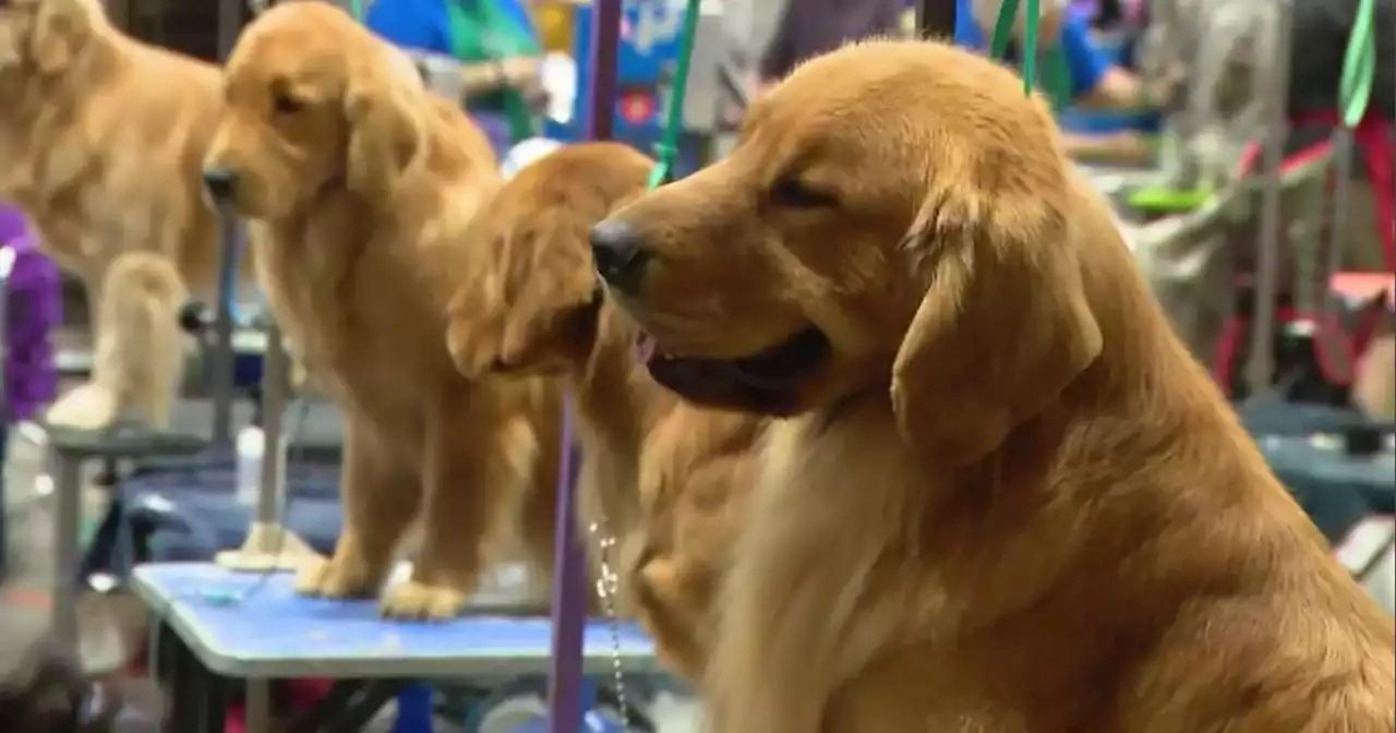 Dogs and trainers from across the country prepare for Great American Dog Show this weekend