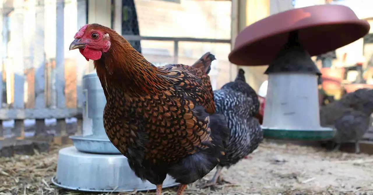 Park Ridge discusses backyard bees and chickens.