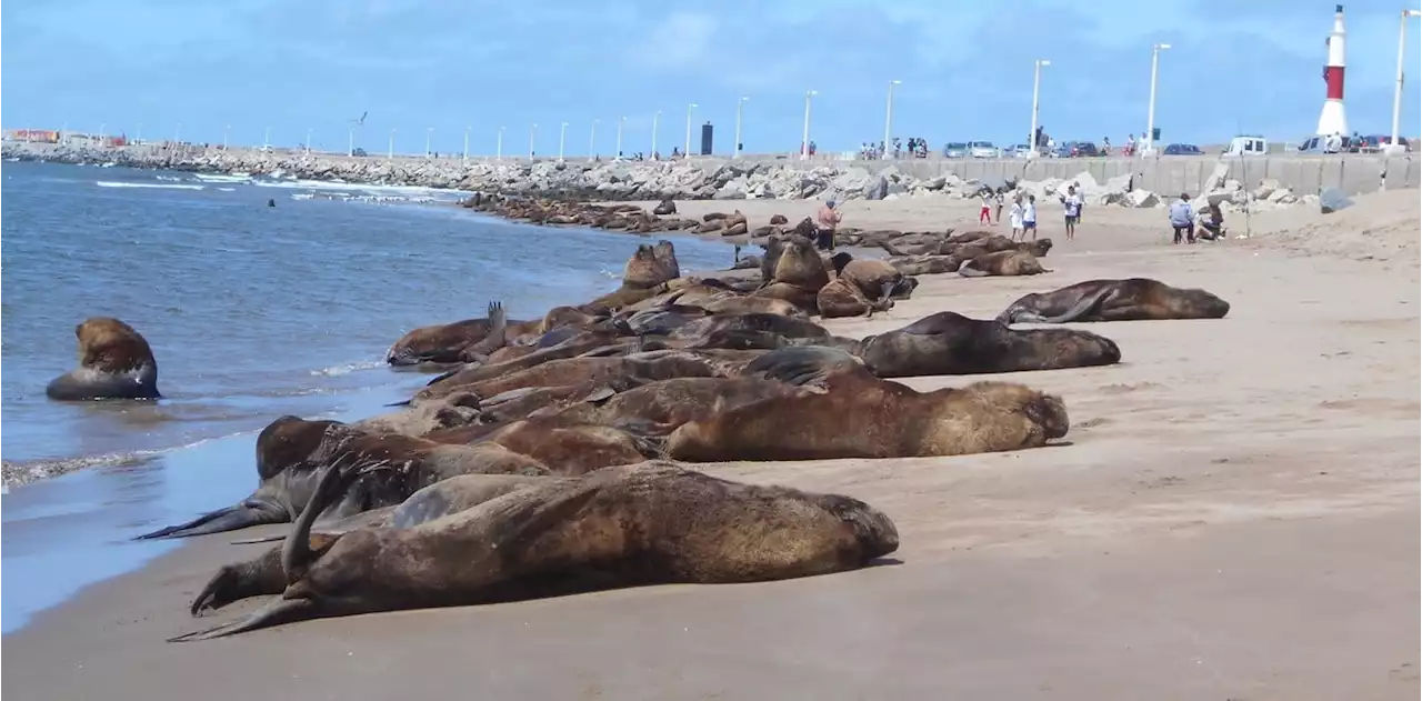 Murieron más de 40 lobos marinos en Necochea e investigan si fue por un brote de influenza aviar