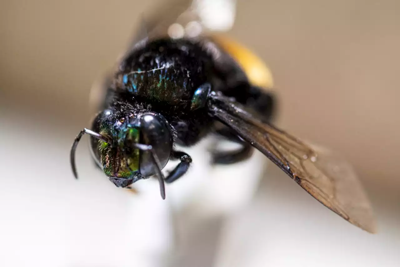 Guyane : une touriste décède après avoir été piquée par un groupe d’abeilles tueuses