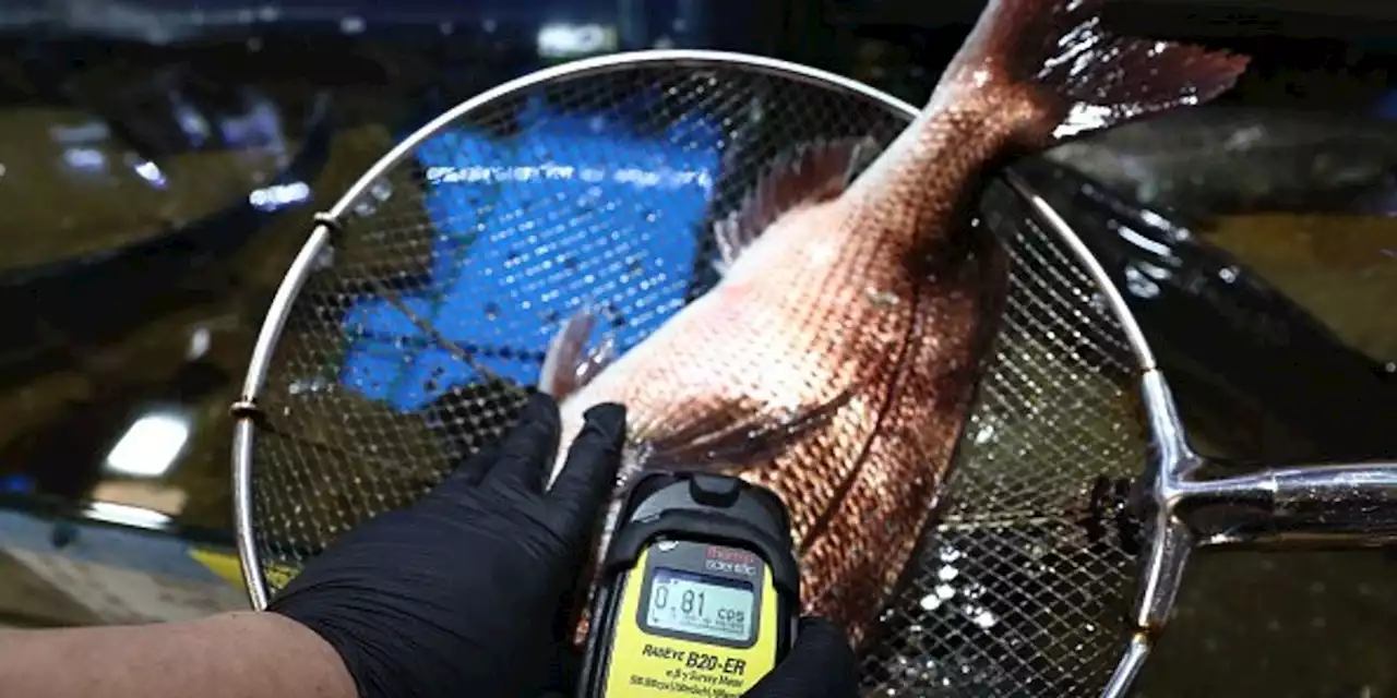 Fish Near Fukushima Contained Radioactive Cesium 180 Times Over Japan's Limit