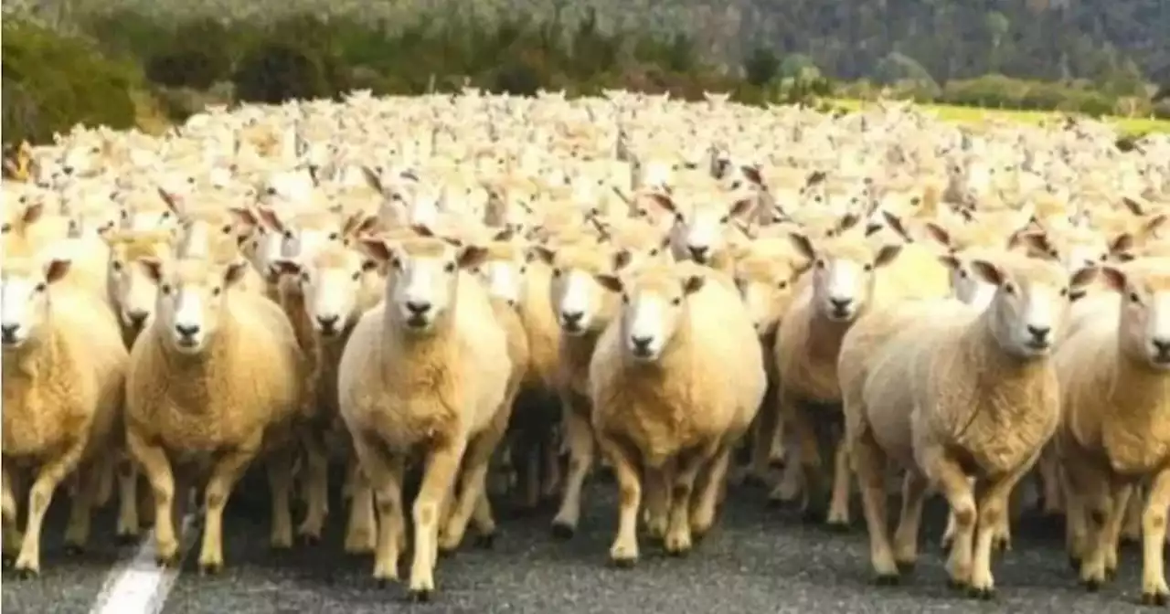 Tricky brainteaser requires '20/20 vision' to spot hidden wolf amongst sheep