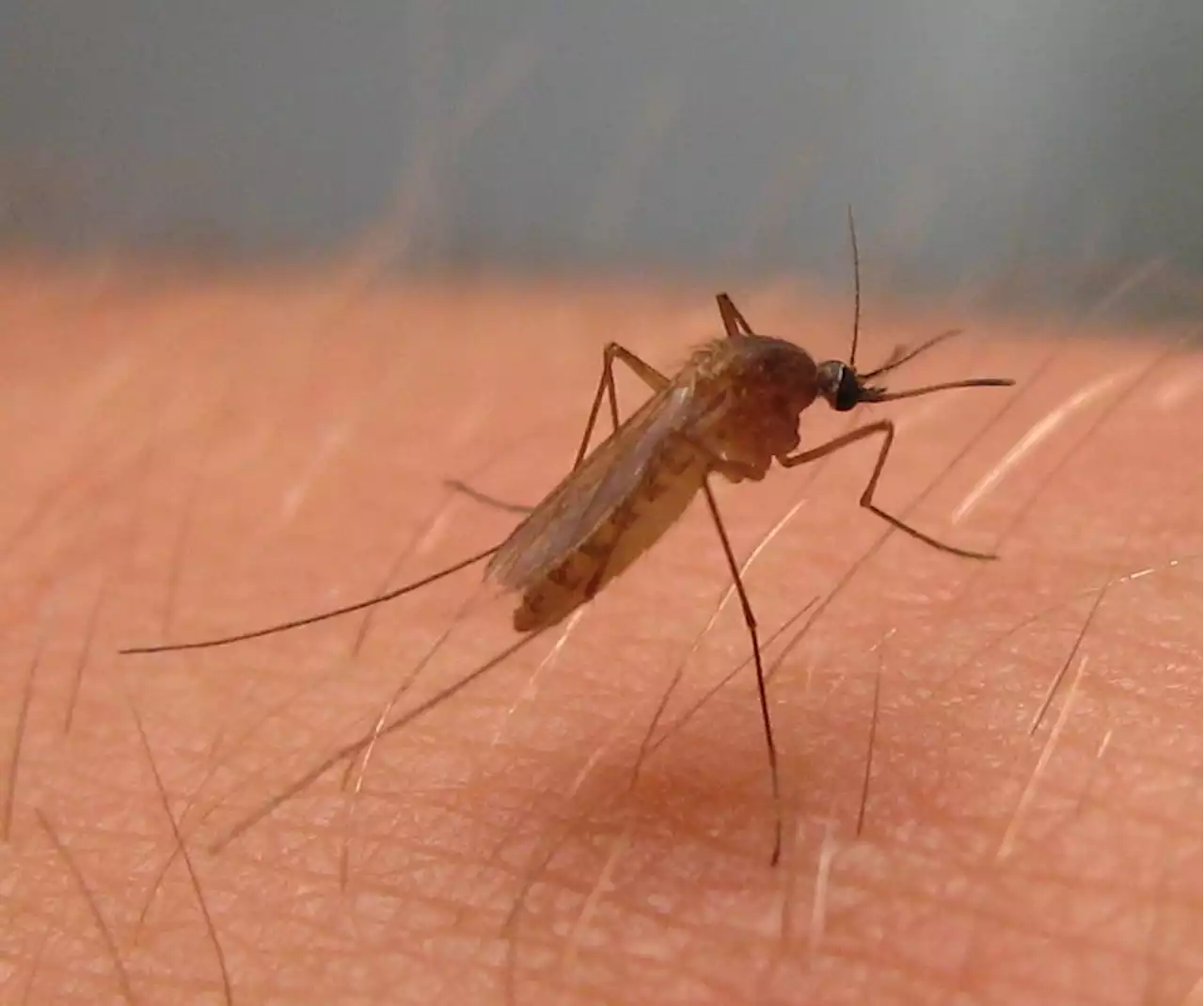 Larimer County reports Colorado’s third West Nile virus death in 2023