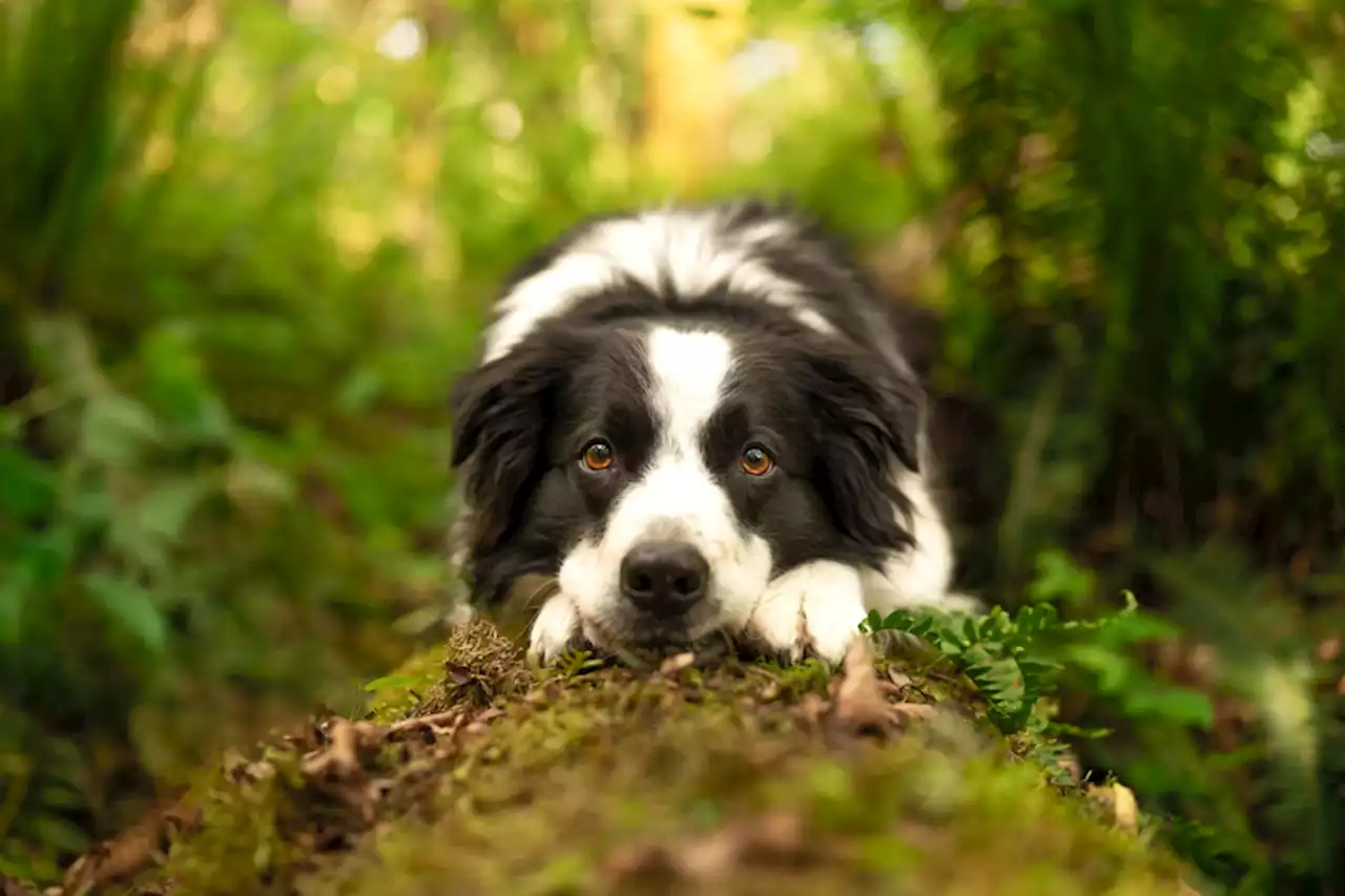 Working Detection Dogs Help Conservation Researchers Sniff Out Data