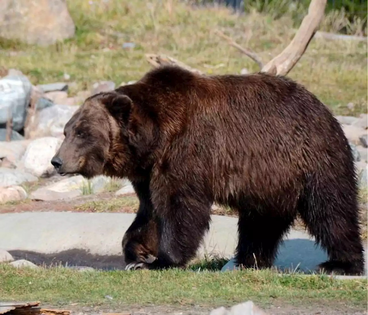 Oso atacó a un niño en su jardín: la policía abatió al animal