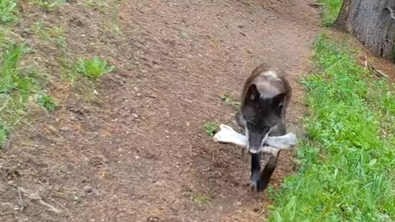 Watch: Wolves at Yellowstone National Park bring 'toys' to pups