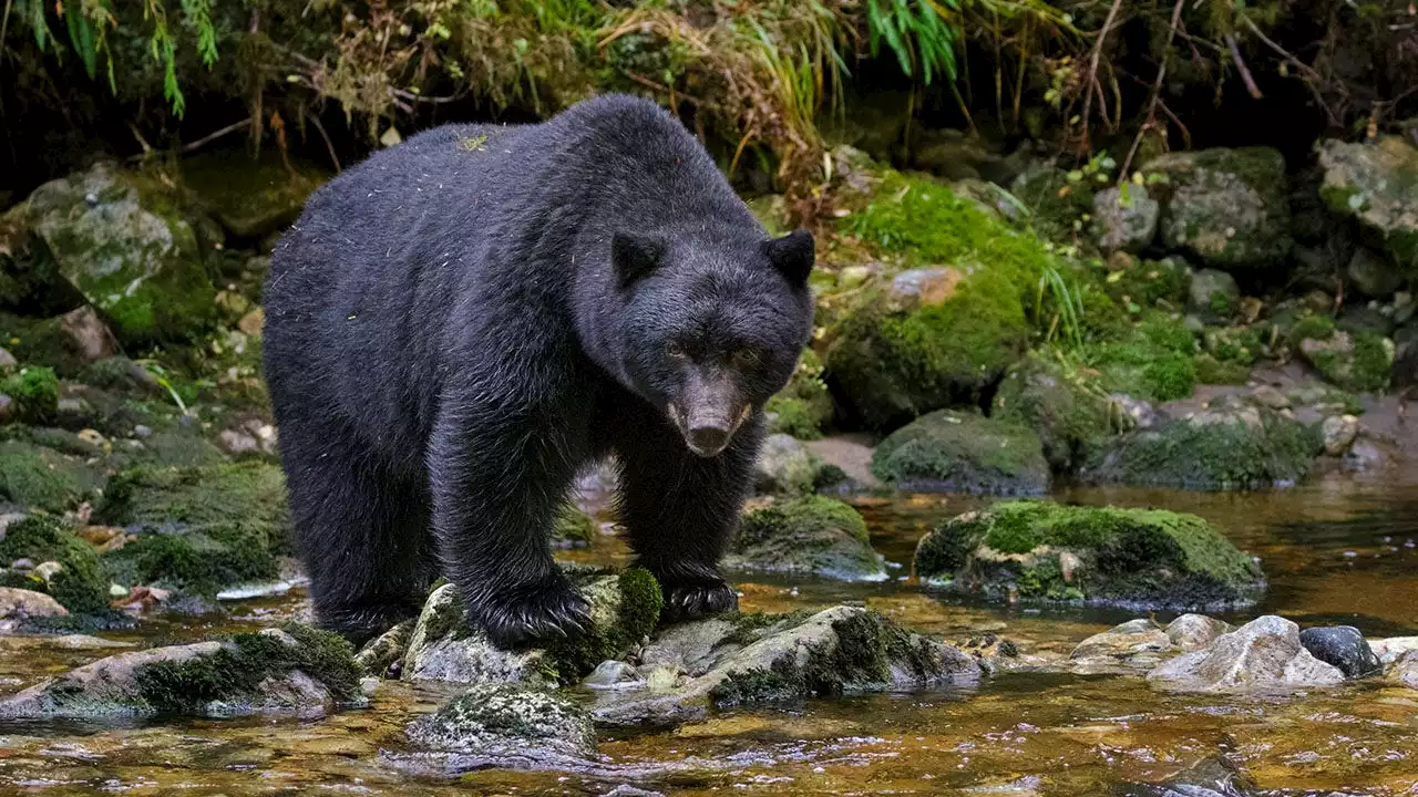 New York boy, 7, attacked by bear in Westchester County: officials