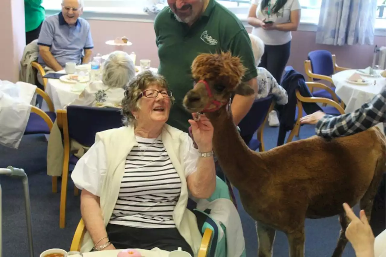 Alpaca visits Glasgow housing development to celebrate milestone